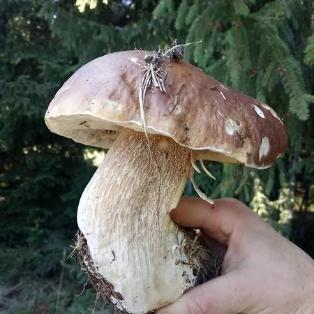 Bat'kivska Hata Pensjonat