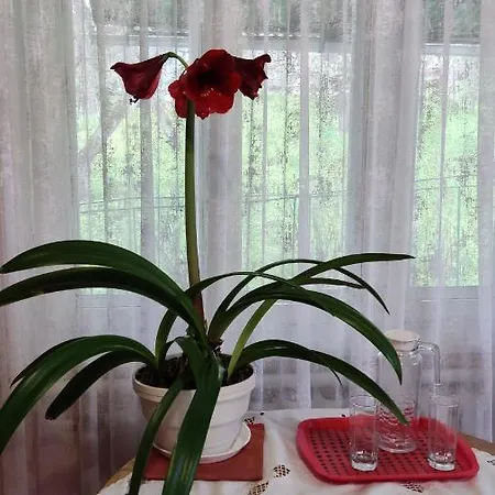 Bat'kivska Hata בית הארחה *