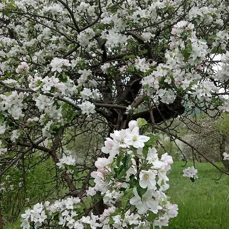 Bat'kivska Hata Πανσιόν Stari Kuty