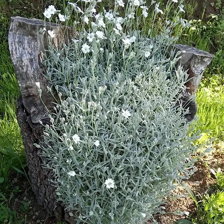 Πανσιόν Bat'kivska Hata *
